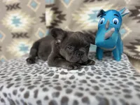 Butch, a male French Bulldog for sale in Houston, TX – Photo 6 of 9