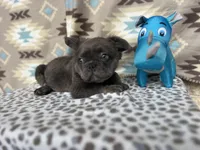 Butch, a male French Bulldog for sale in Houston, TX – Photo 7 of 9