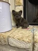 Butch, a male French Bulldog for sale in Houston, TX – Photo 1 of 9
