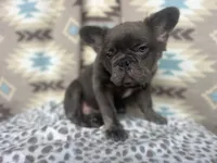 Butch, a male French Bulldog for sale in Houston, TX – 2 of 8