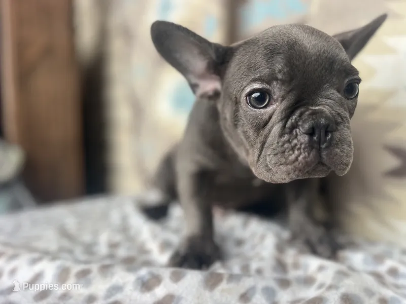 Bob – French Bulldog puppy for sale in Houston, TX
