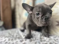 Bob, a male French Bulldog for sale in Houston, TX – 1 of 9