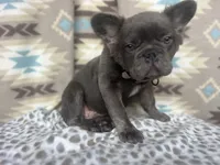 Butch, a male French Bulldog for sale in Houston, TX – 4 of 8