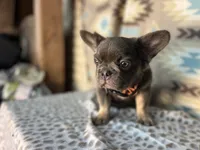Betty, a female French Bulldog for sale in Houston, TX – 4 of 10