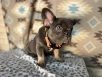 Betty, a female French Bulldog for sale in Houston, TX – 6 of 10