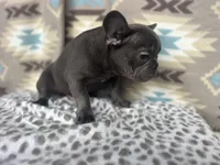Bob, a male French Bulldog for sale in Houston, TX – 4 of 9