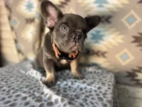 Betty, a female French Bulldog for sale in Houston, TX – 5 of 10
