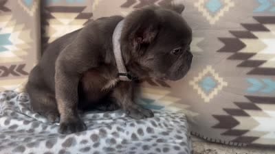 Butch, a male French Bulldog for sale in Houston, TX – 8 of 8