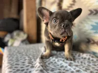 Betty, a female French Bulldog for sale in Houston, TX – 3 of 10