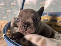 Bob, a female French Bulldog for sale in Houston, TX – Photo 3 of 4