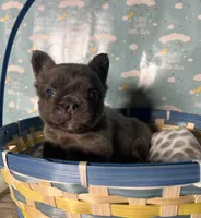 Bob, a female French Bulldog for sale in Houston, TX – Photo 2 of 4