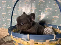 Bob, a female French Bulldog for sale in Houston, TX – Photo 4 of 4