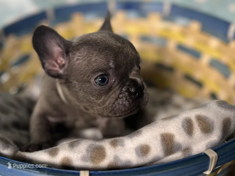Bob – French Bulldog puppy for sale in Houston, TX