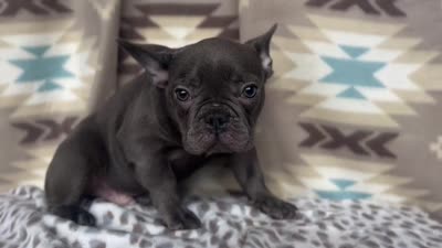 Bob, a male French Bulldog for sale in Houston, TX – 8 of 9