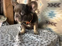 Betty, a female French Bulldog for sale in Houston, TX – 10 of 10