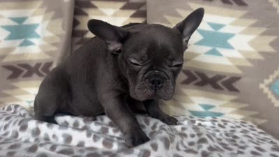 Bob, a male French Bulldog for sale in Houston, TX – 9 of 9