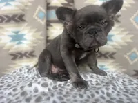 Butch, a male French Bulldog for sale in Houston, TX – 3 of 8
