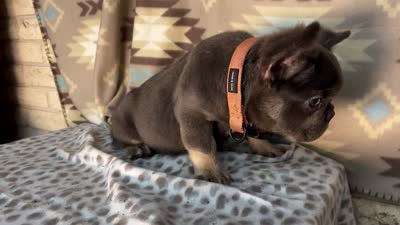Betty, a female French Bulldog for sale in Houston, TX – 5 of 5