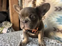 Betty, a female French Bulldog for sale in Houston, TX – 8 of 10