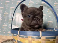 Betty, a female French Bulldog for sale in Houston, TX – Photo 4 of 5