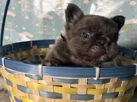 Betty, a female French Bulldog for sale in Houston, TX – Photo 2 of 5