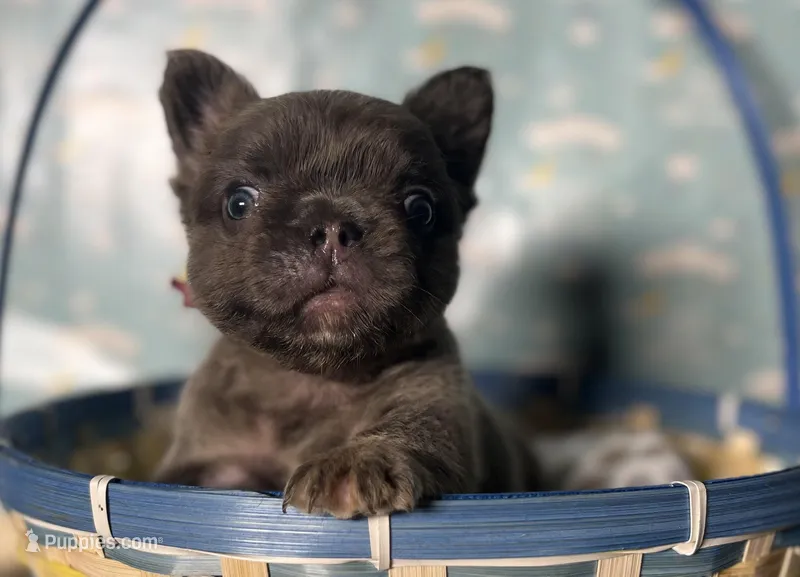Betty – French Bulldog puppy for sale in Houston, TX