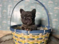 Betty, a female French Bulldog for sale in Houston, TX – Photo 3 of 5