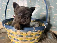 Betty, a female French Bulldog for sale in Houston, TX – Photo 5 of 5