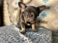 Betty, a female French Bulldog for sale in Houston, TX – 7 of 10