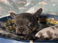 Cindy, a female French Bulldog for sale in Houston, TX – Photo 3 of 4