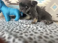 Cindy, a female French Bulldog for sale in Houston, TX – 7 of 9