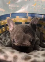 Cindy, a female French Bulldog for sale in Houston, TX – Photo 4 of 4