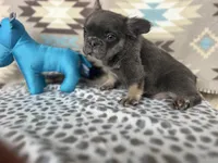 Cindy, a female French Bulldog for sale in Houston, TX – 9 of 9
