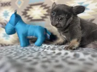Cindy, a female French Bulldog for sale in Houston, TX – 5 of 9