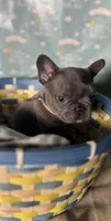 Cindy, a female French Bulldog for sale in Houston, TX – Photo 2 of 4
