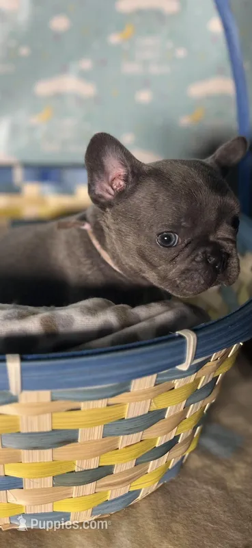 Cindy – French Bulldog puppy for sale in Houston, TX