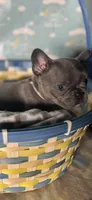 Cindy, a female French Bulldog for sale in Houston, TX – Photo 1 of 4