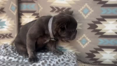 Butch, a male French Bulldog for sale in Houston, TX – 6 of 8