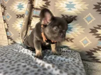Betty, a female French Bulldog for sale in Houston, TX – 9 of 10
