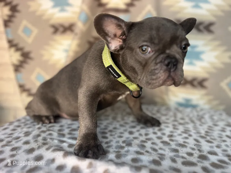 Cindy – French Bulldog puppy for sale in Houston, TX