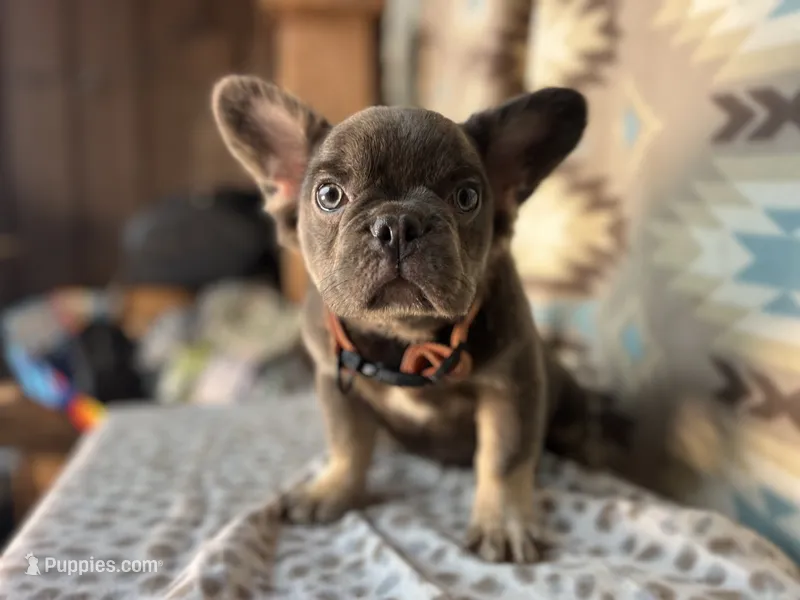 Betty – French Bulldog puppy for sale in Houston, TX