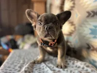 Betty, a female French Bulldog for sale in Houston, TX – 1 of 10