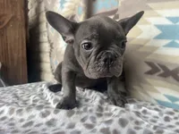 Bob, a male French Bulldog for sale in Houston, TX – 5 of 9
