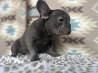 Bob, a male French Bulldog for sale in Houston, TX – 3 of 9