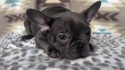 Bob, a male French Bulldog for sale in Houston, TX – 6 of 9