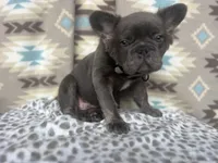 Butch, a male French Bulldog for sale in Houston, TX – 5 of 8