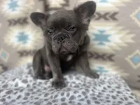 Butch, a male French Bulldog for sale in Houston, TX – 1 of 8
