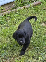 Benny, a male Flat Coated Retriever and Golden Retriever for sale in Lexington, IN – 4 of 4