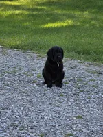 Benny, a male Flat Coated Retriever and Golden Retriever for sale in Lexington, IN – 3 of 7