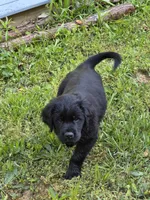 Benny, a male Flat Coated Retriever and Golden Retriever for sale in Lexington, IN – 6 of 7